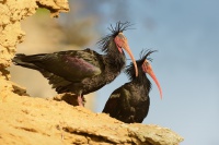 Ibis skalni - Geronticus eremita - Waldrapp - Bald Ibis 5868
